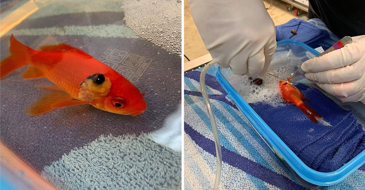 Bondadoso en una clínica salvan y cuidan a pequeño gatito huérfano