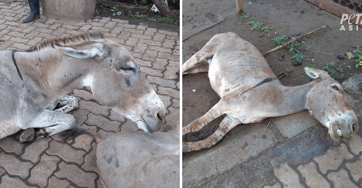 En China sacrifican a burros para extraerle su piel y utilizarla como producto medicinal
