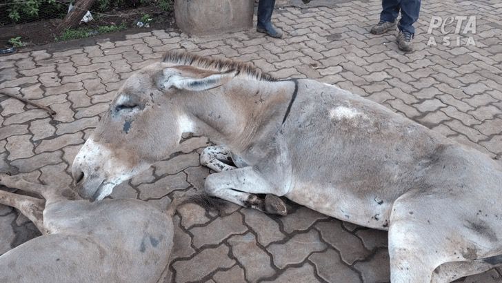 En China sacrifican a burros para extraerle su piel y utilizarla como producto medicinal