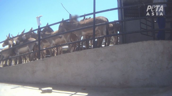 En China sacrifican a burros para extraerle su piel y utilizarla como producto medicinal
