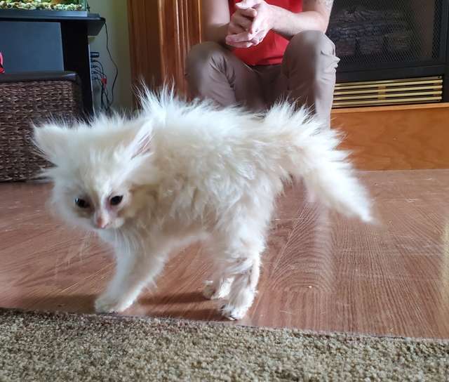 En un enternecedor acto de bondad clínica salva y cuida a pequeño gatito huérfano