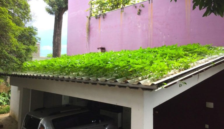 Teja hidropónica la primera en el mundo es realizada por un ingeniero brasileño
