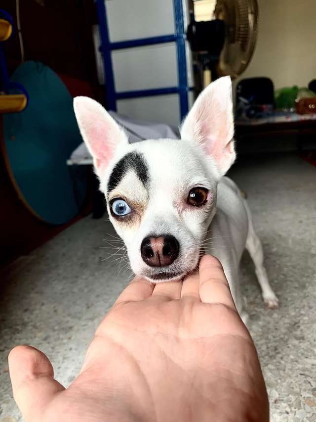Viral un perrito genera furor en las redes sociales por su carismático aspecto11