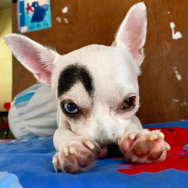 Viral un perrito genera furor en las redes sociales por su carismático aspecto11
