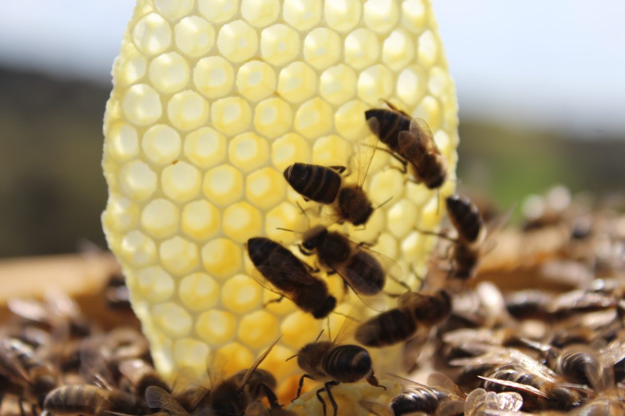 abejas