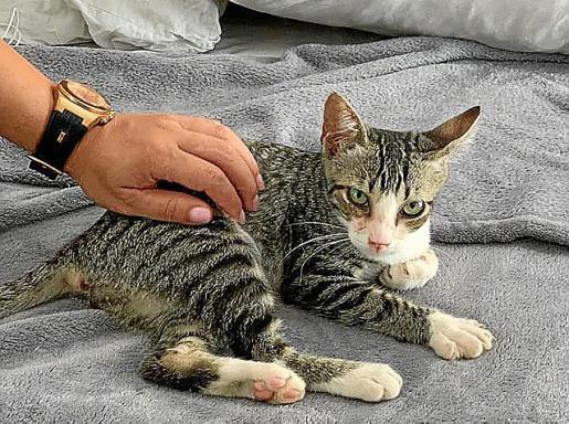 gato rambo