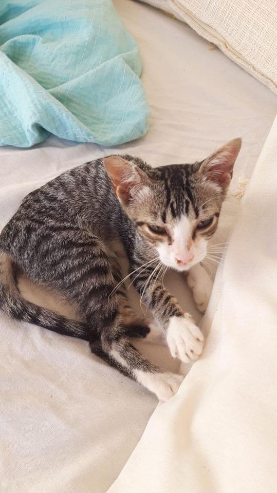 gato-rambo