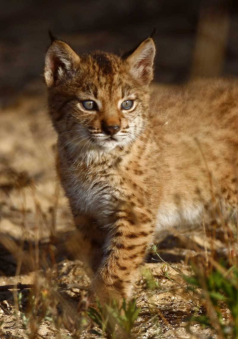 Increíble Nacen los primeros cachorros del lince ibérico en Portugal y España