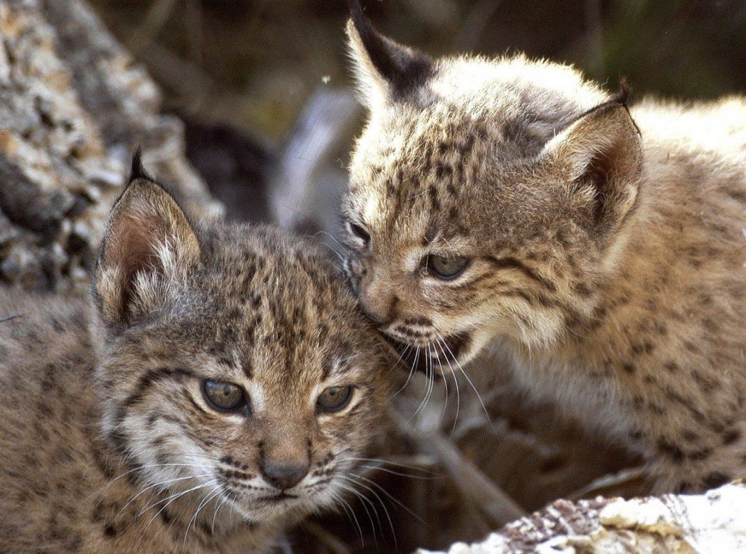 Increíble Nacen los primeros cachorros del lince ibérico en Portugal y España
