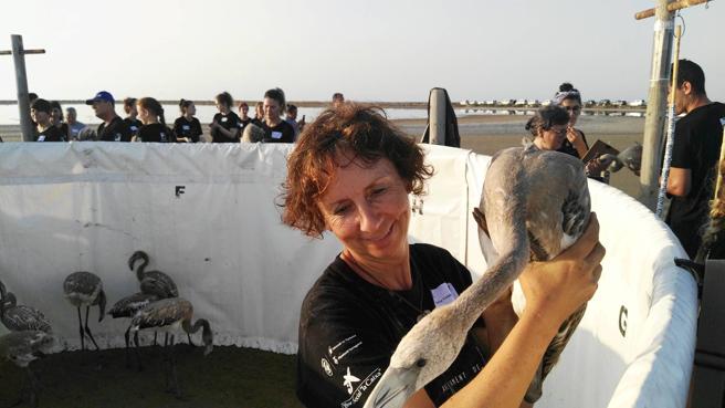 Sorprendente En el delta del Ebro aumenta la población de flamencos en peligro de extinción