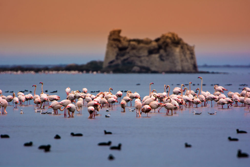 En El Delta Del Ebro Aumenta La Poblaci n De Flamencos En Peligro De En El Delta Del Ebro Aumenta La Poblaci n De Flamencos En Peligro De