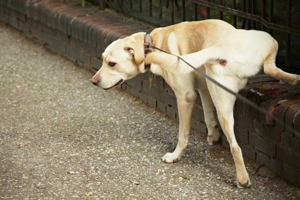 Tendencia Nueva reforma municipal en Sevilla y Andalucía podría obligar a dueños de perros a limpiar sus orines