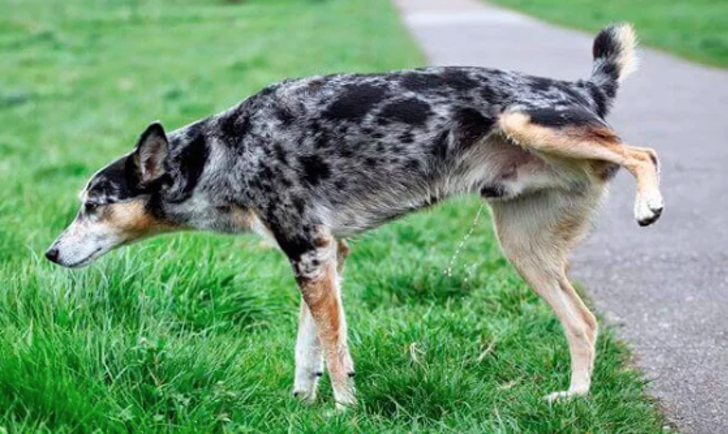 Tendencia Nueva reforma municipal en Sevilla y Andalucía podría obligar a dueños de perros a limpiar sus orines