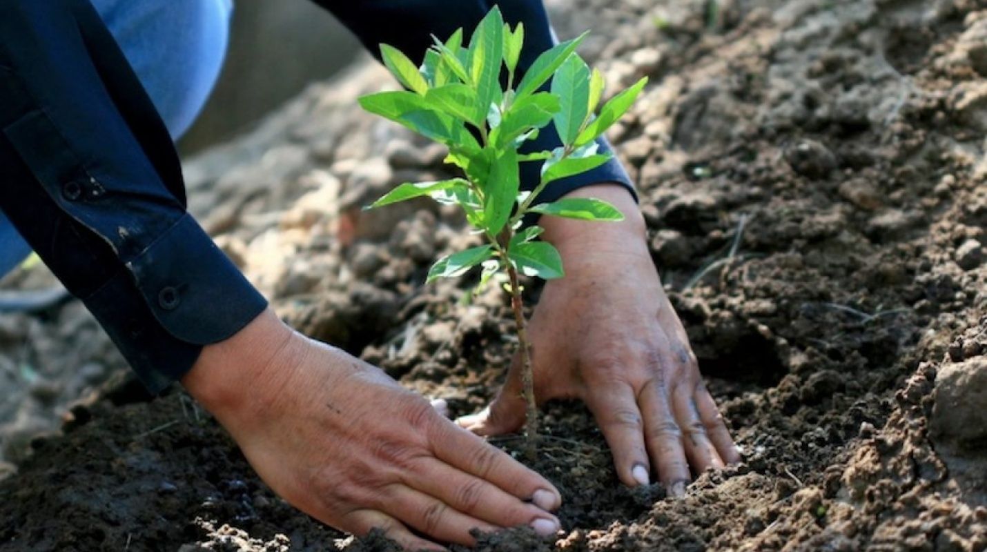 Un atroz ecocidio lleva a la condena a dos hombres a sembrar 3.000 árboles en México