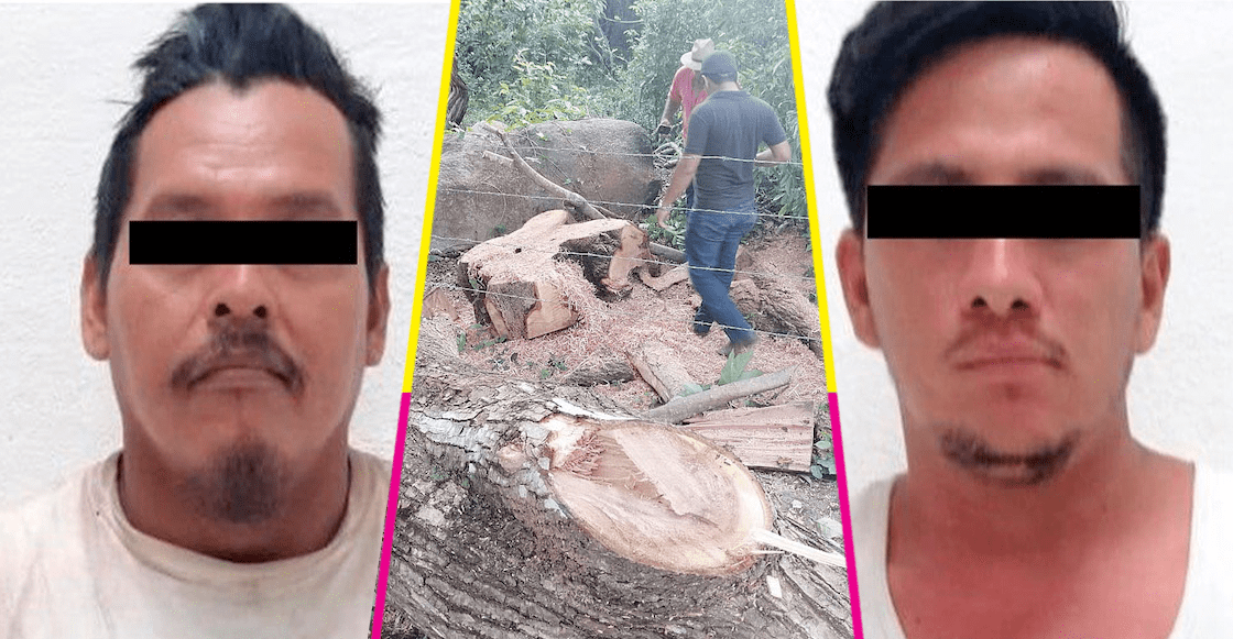 Un atroz ecocidio lleva a la condena a dos hombres a sembrar 3.000 árboles en México