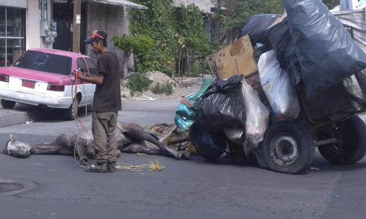 Un exhausto caballo se desmaya en México tras arrastrar una gran carreta de basura