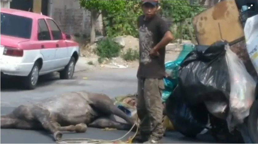 Un exhausto caballo se desmaya en México tras arrastrar una gran carreta de basura
