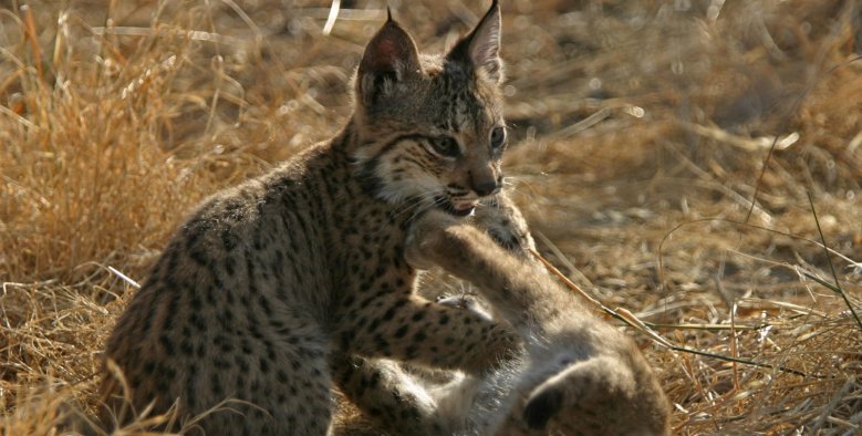 Cazadores clandestinos matan ferozmente a cuatro linces en Castilla-La Mancha