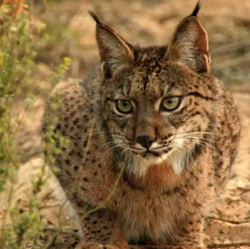 Cazadores furtivos matan a cuatro linces en Castilla-La Mancha