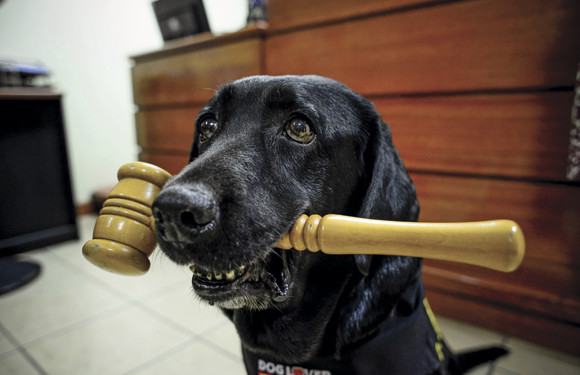 Formada asociación de abogados con el fin de proteger legalmente a los animales2