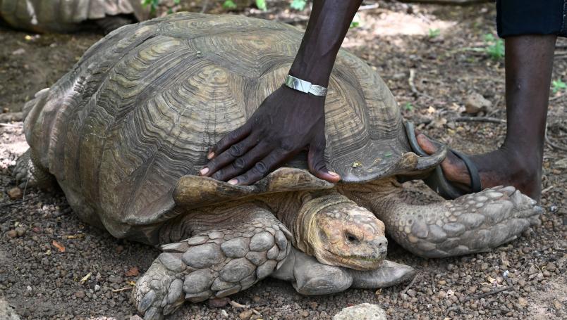 Muere a los 344 años Alagba, la tortuga más vieja que la humanidad ha conocido