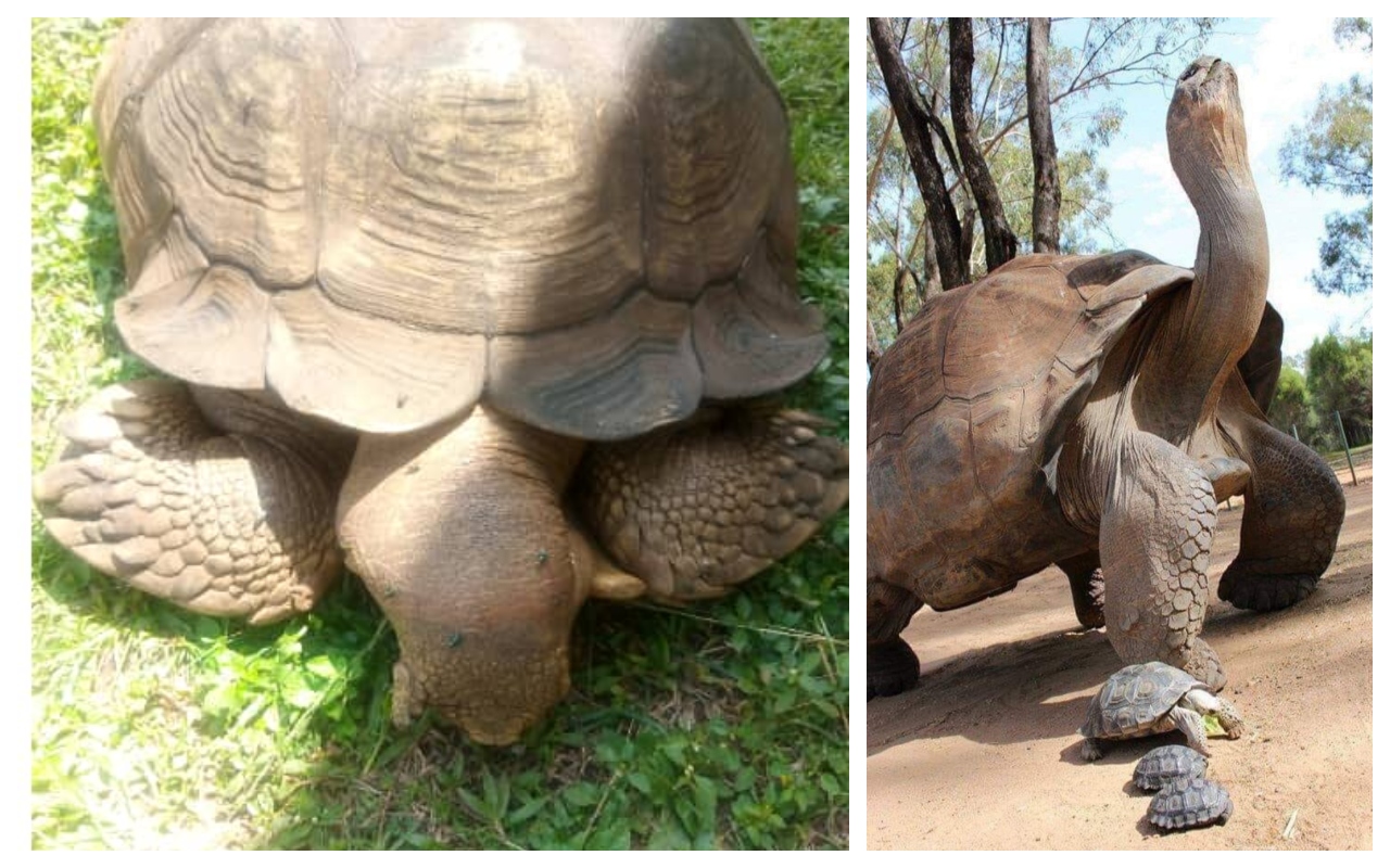 Fallece La Gigante Tortuga De La Realeza Nigeriana Con Casi Tres Siglos 