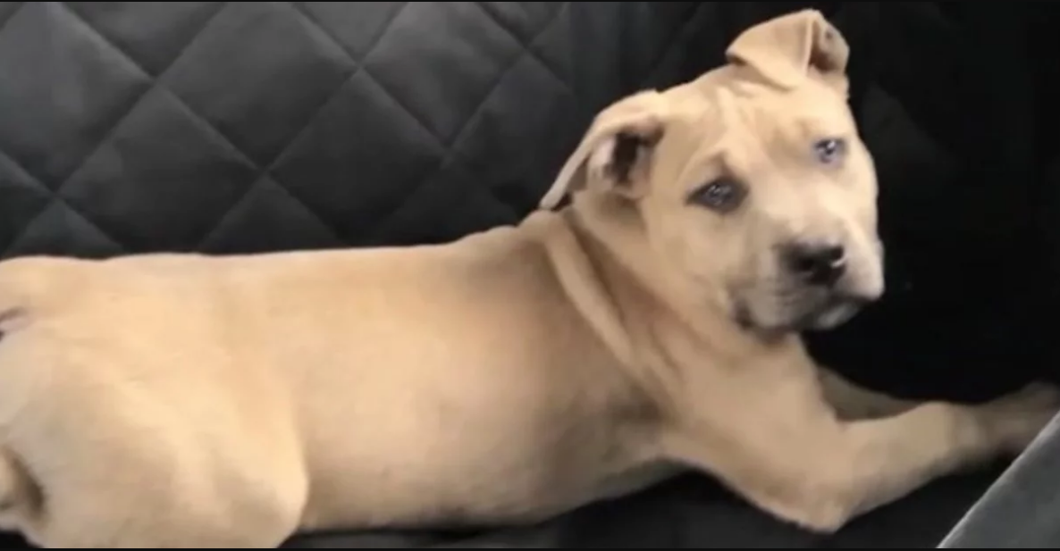 Perro salva la vida de dos niños y desgraciadamente no termina bien