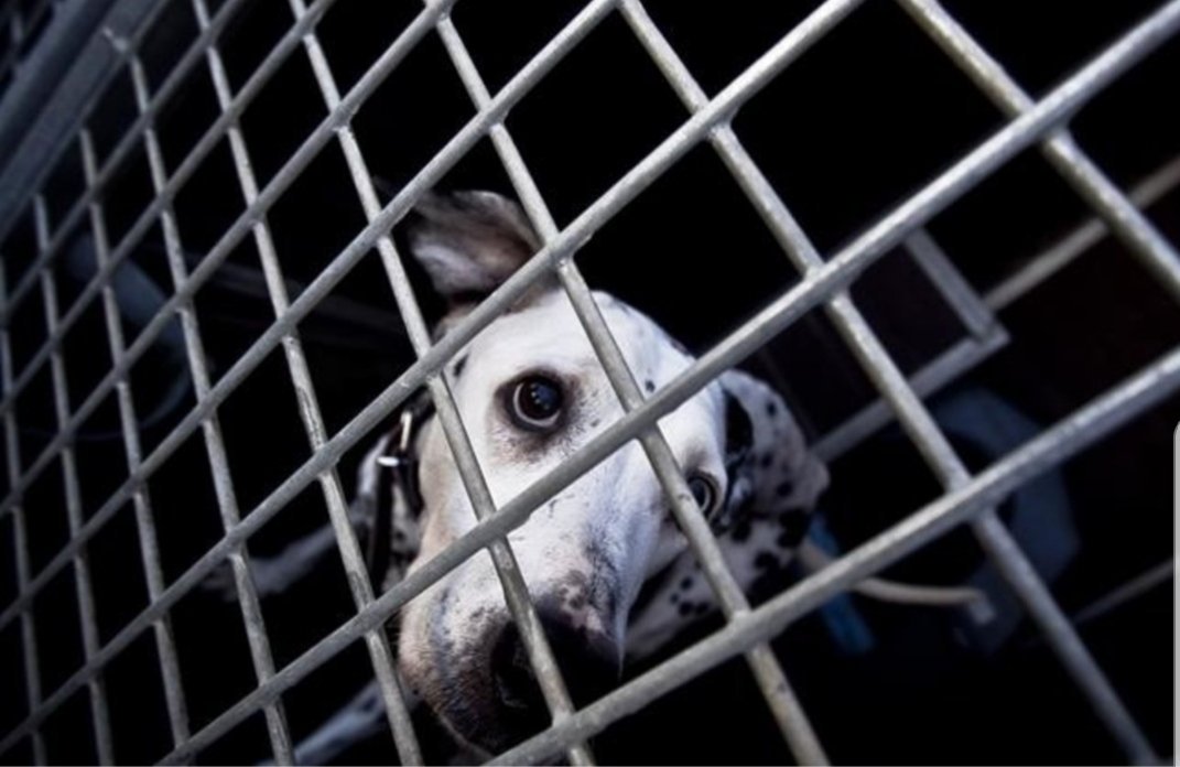 Sanción monetaria aplicada a “Mil Anuncios” y “Vibbo” por venta ilícita de animales