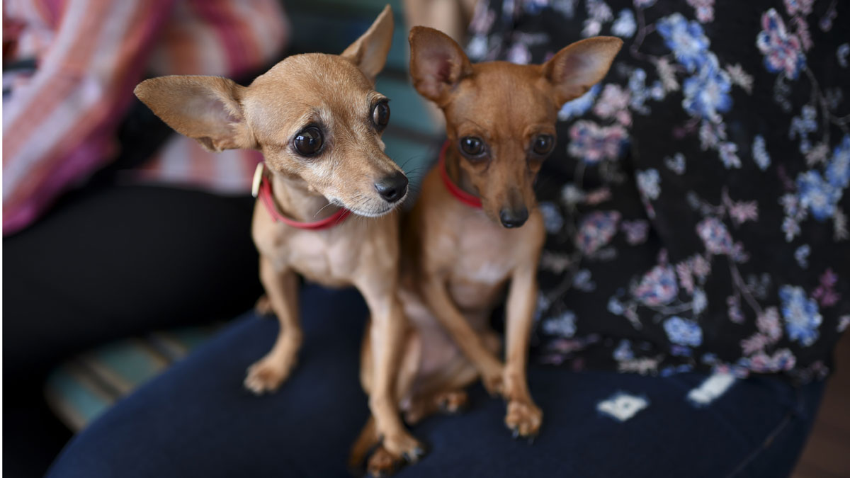 Sanción monetaria aplicada a “Mil Anuncios” y “Vibbo” por venta ilícita de animales2