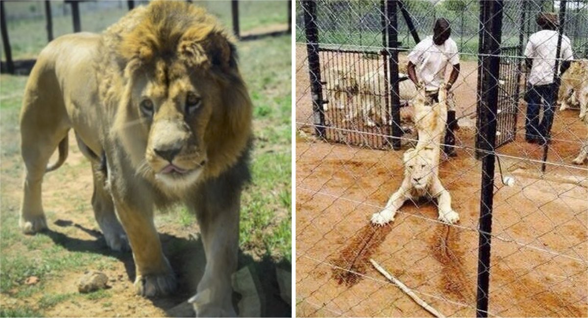 ¡Ver para creer! Cacería animal por paquete