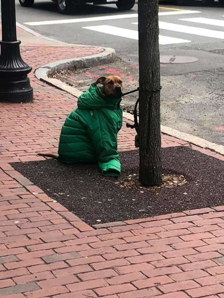 Chica en Massachusetts abriga a su perro cuando le impiden la entrada al Correo