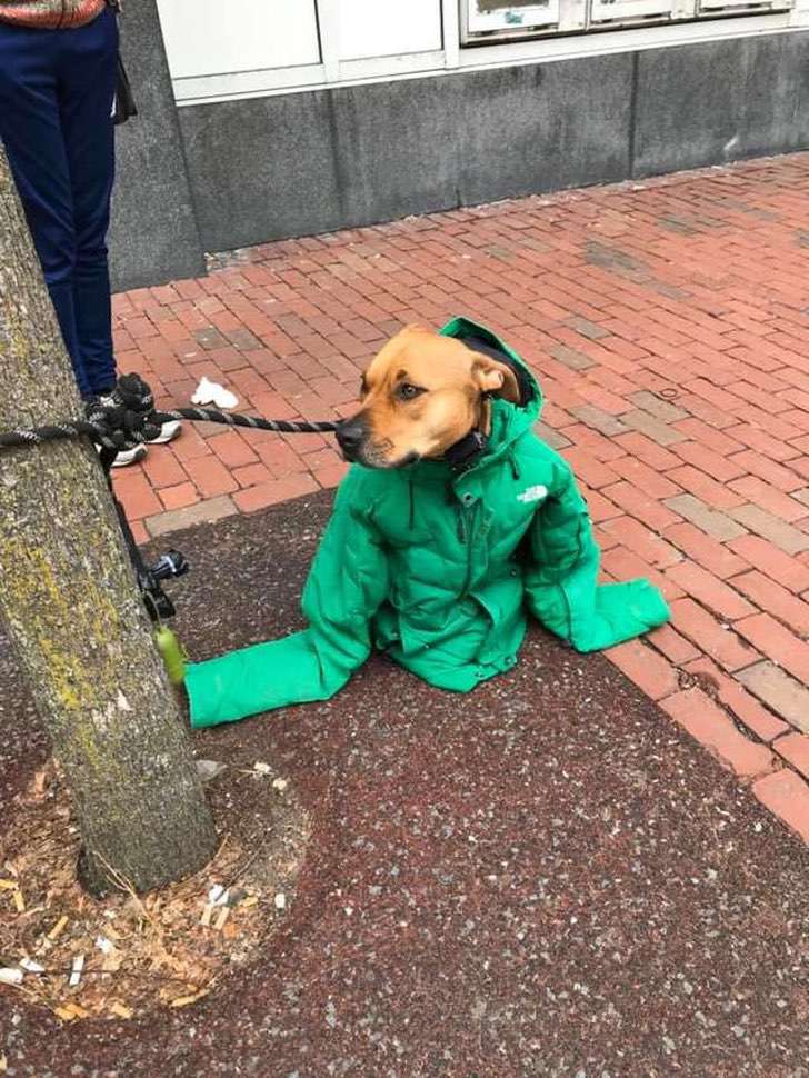 Chica en Massachusetts abriga a su perro cuando le impiden la entrada al Correo