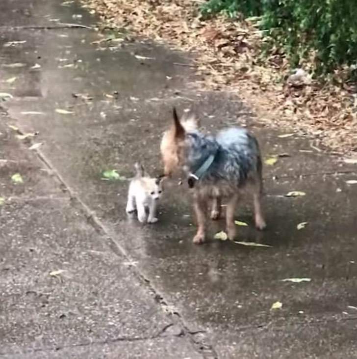 En un enternecedor acto de solidaridad un perrito invita a un gatito a refugiarse de la lluvia
