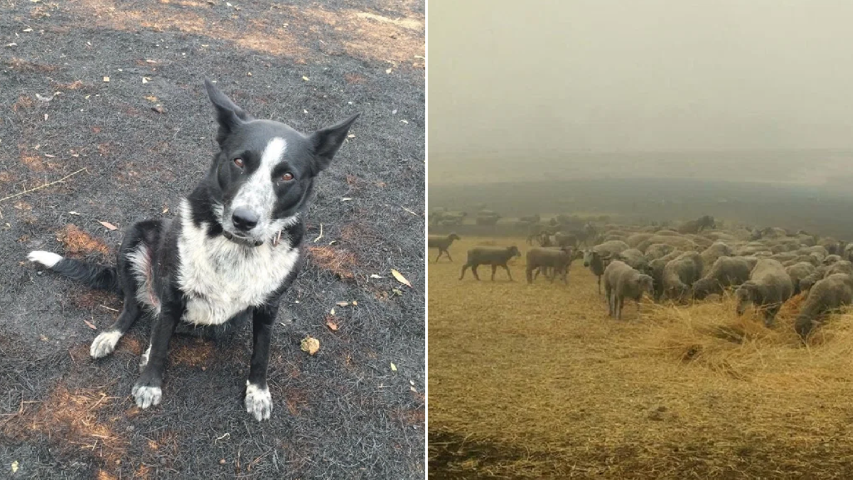 En un increíble rescate, perro salva del fuego a un rebaño de ovejas