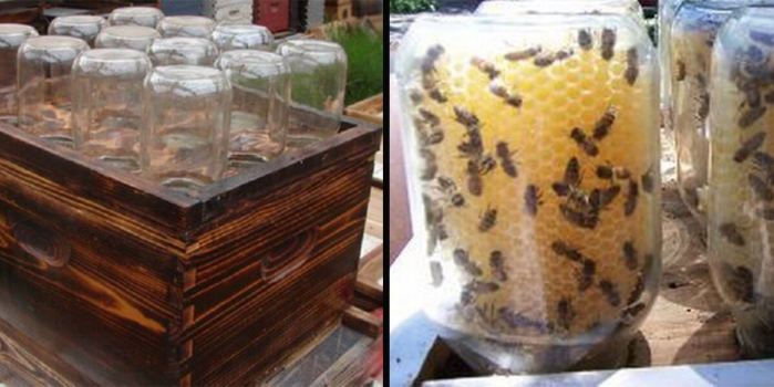 Inventor de colmena casera viraliza su increíble creación