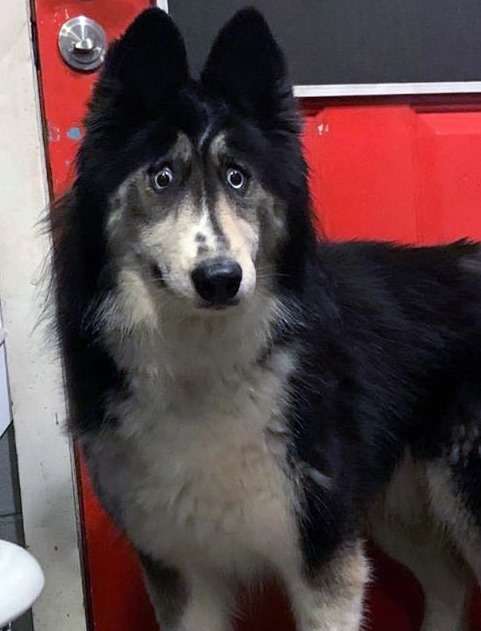 https://www.thedodo.com/close-to-home/weird-looking-husky-just-wants-someone-to-love-her