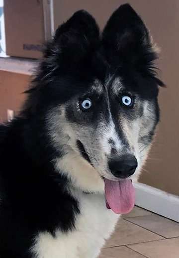 https://www.thedodo.com/close-to-home/weird-looking-husky-just-wants-someone-to-love-her