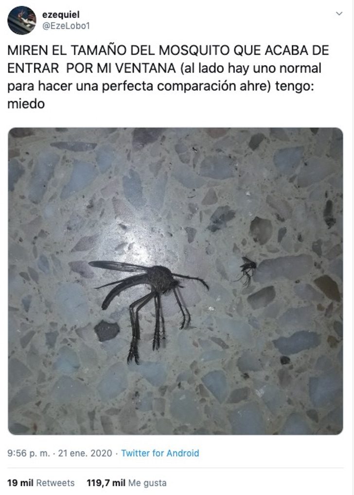 mosquito gigante argentina