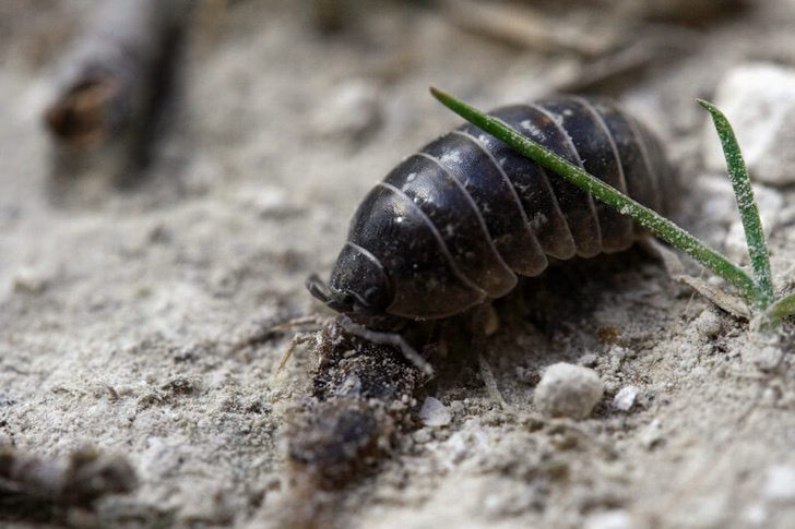 informacion de bicho bolita
