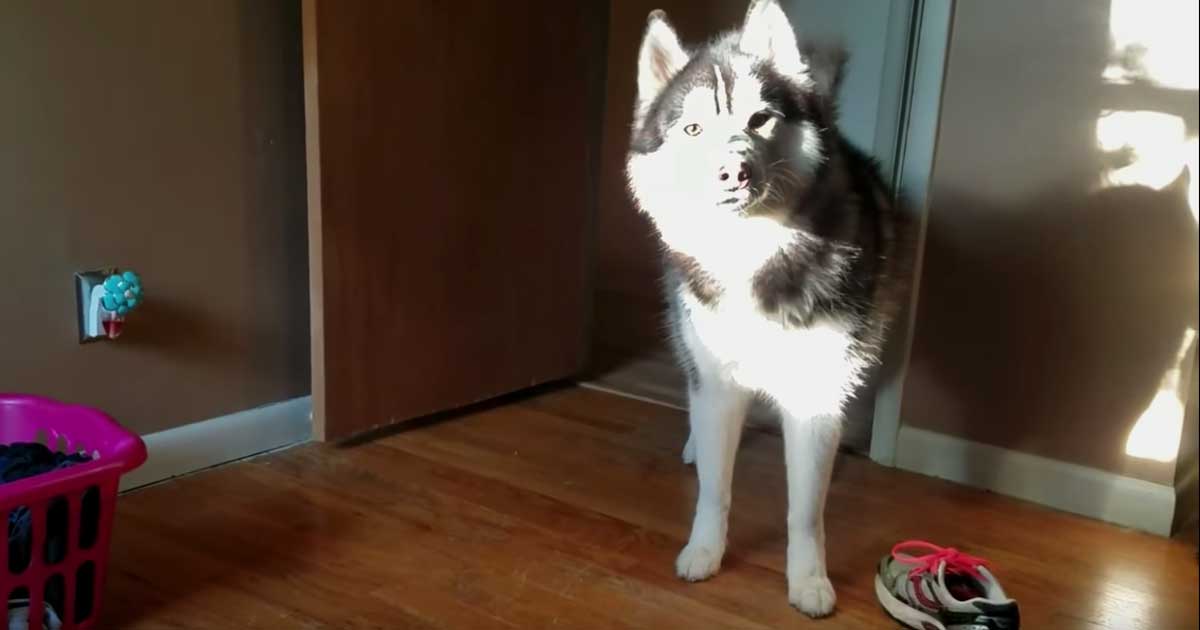 Con las patas en la masa. Perro roba y esconde zapato para luego discutir con su dueña (3)