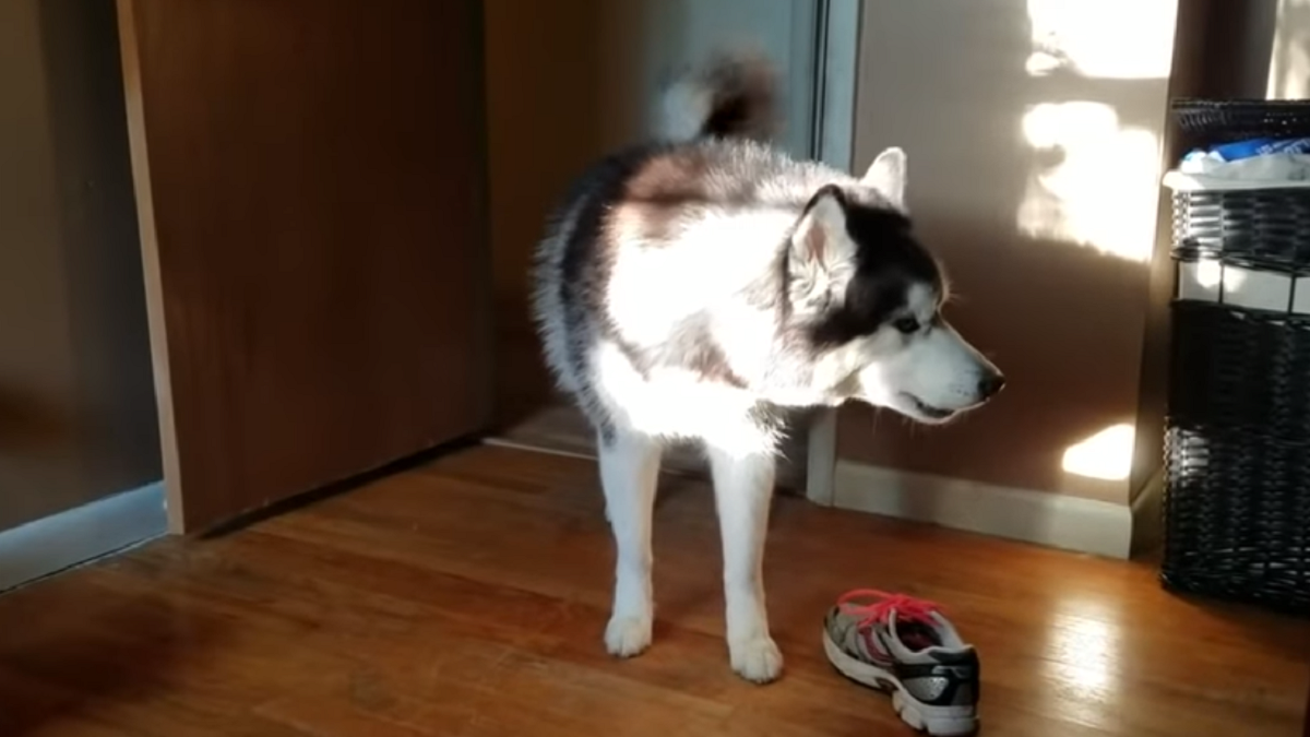 Con las patas en la masa. Perro roba y esconde zapato para luego discutir con su dueña (3)