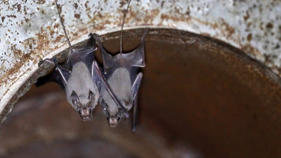 Histeria Anti-Vampírica: Atacan a murciélagos por “dar coronavirus”