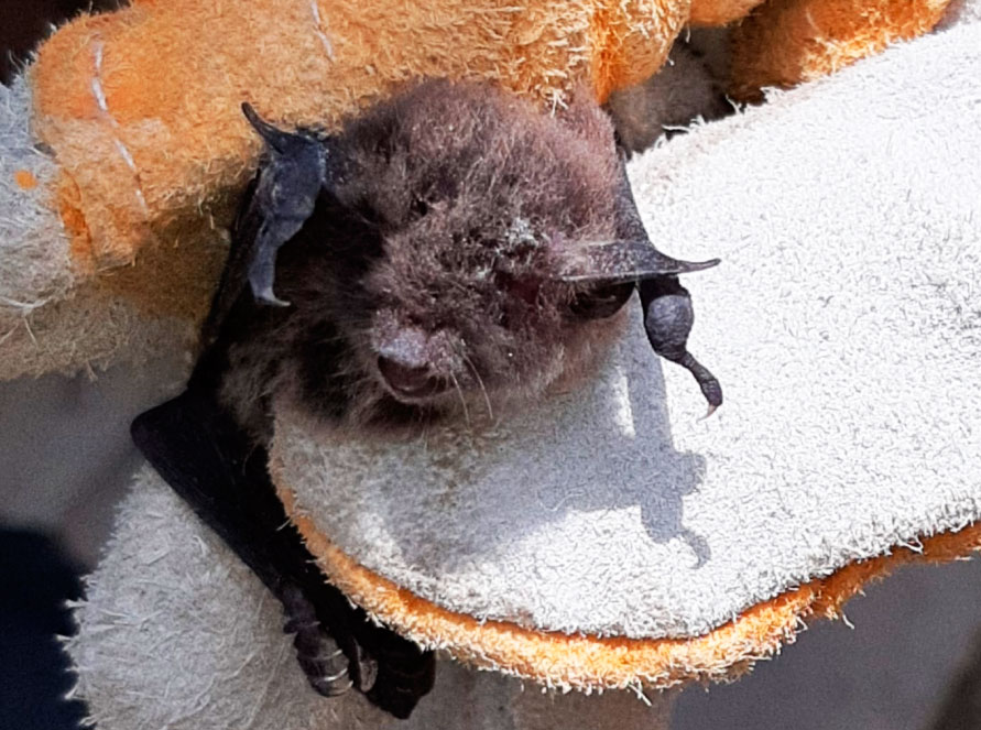 Histeria Anti-Vampírica: Atacan a murciélagos por “dar coronavirus”