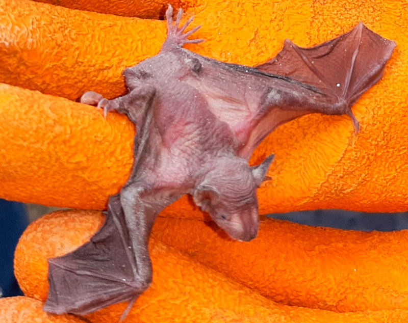 Histeria Anti-Vampírica: Atacan a murciélagos por “dar coronavirus”