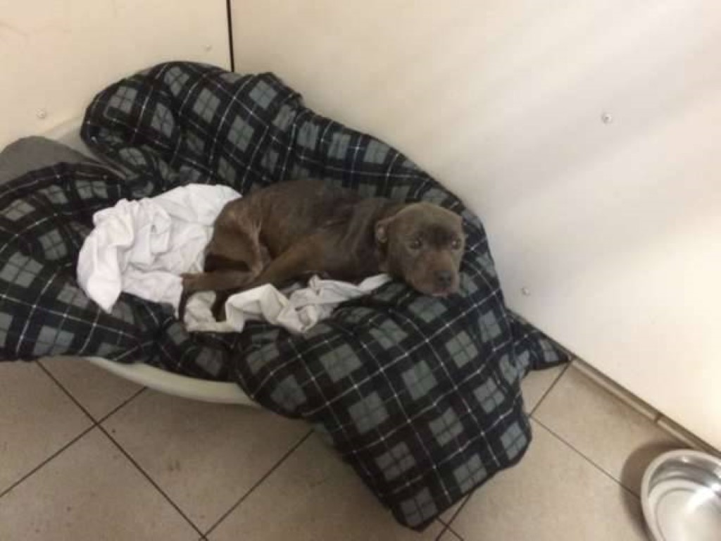 La historia de Misty, una perrita abandonada en la puerta de un refugio (6)