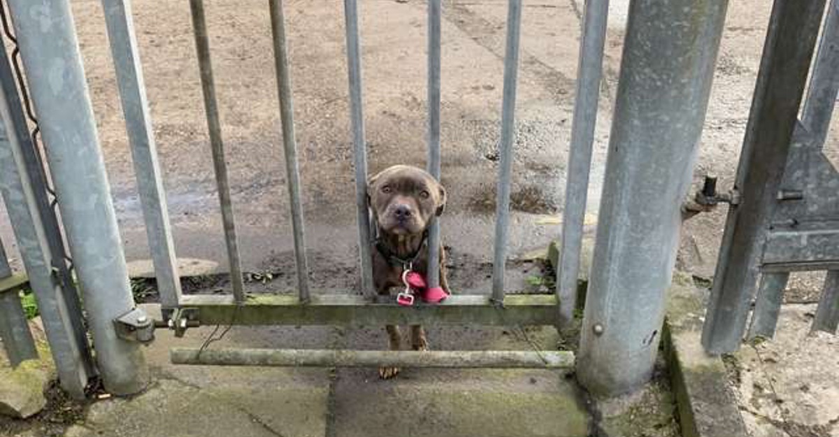La historia de Misty, una perrita abandonada en la puerta de un refugio (6)