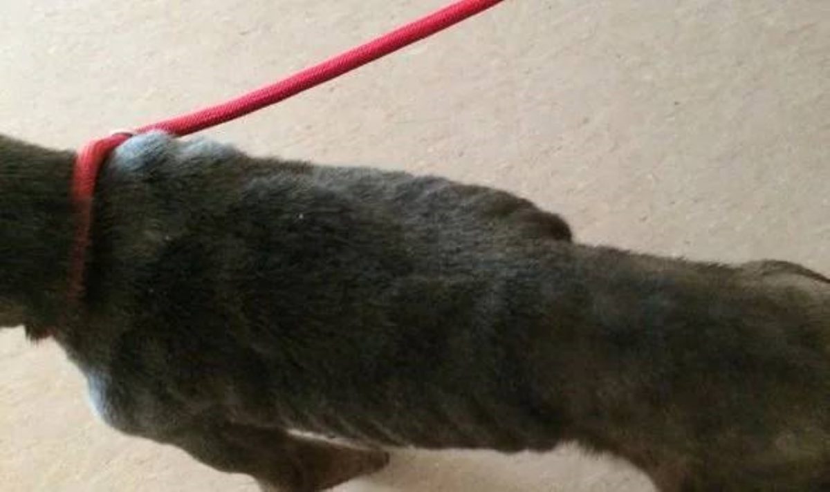 La historia de Misty, una perrita abandonada en la puerta de un refugio (6)