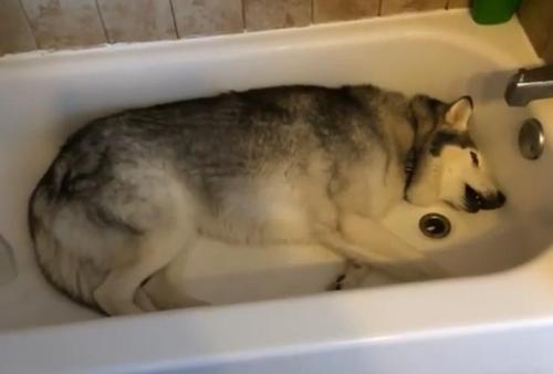 No todos son enemigos del baño. Este Husky reclama a aullidos un baño a su dueña