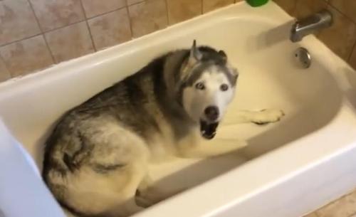 No todos son enemigos del baño. Este Husky reclama a aullidos un baño a su dueña