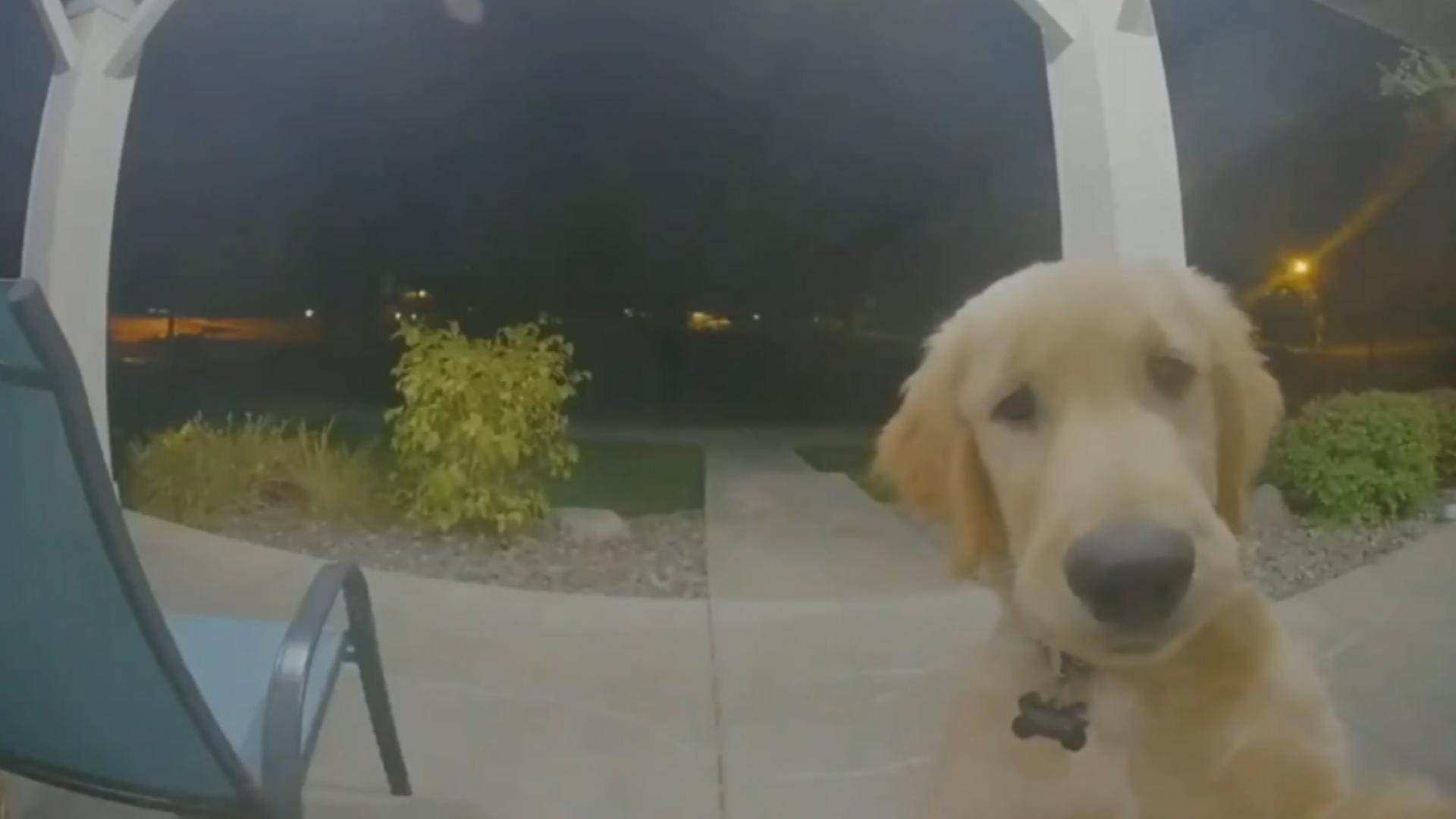 Perro toca el timbre de su casa para que lo dejen entrar otra vez (2)
